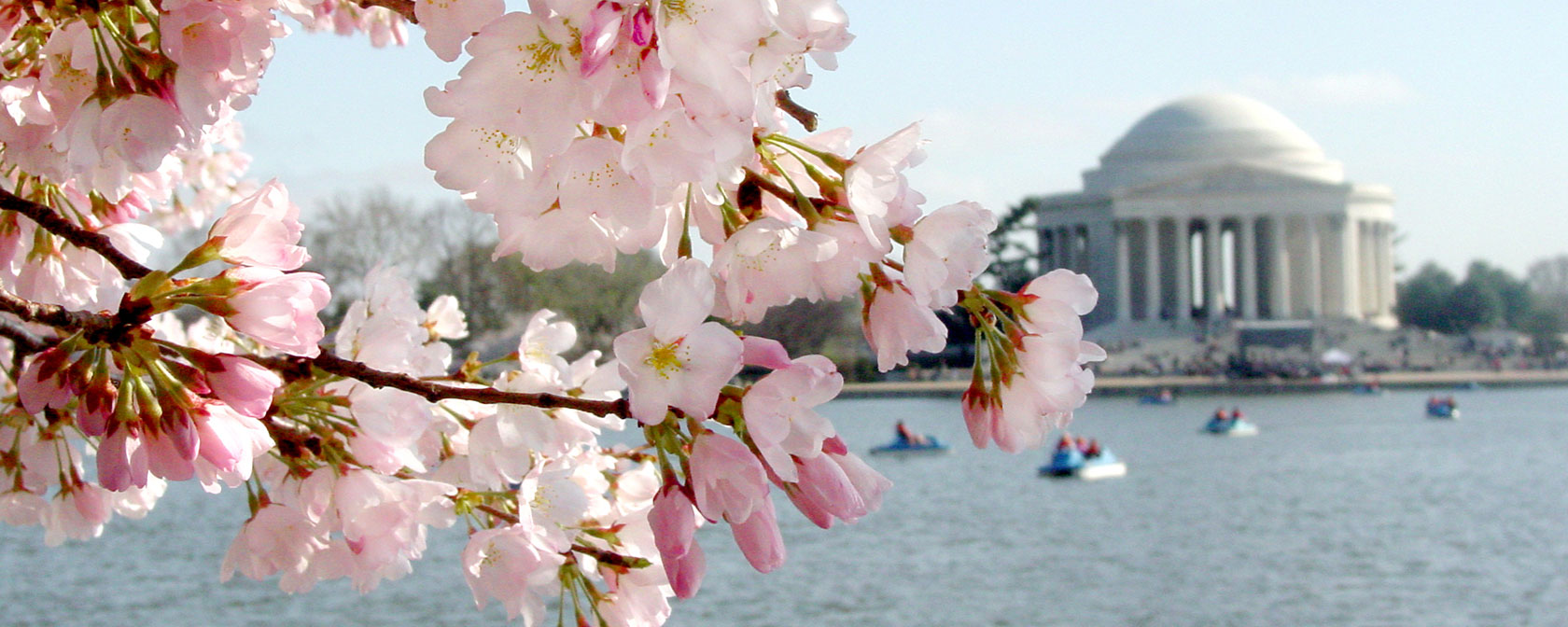 Cherry Blossom bloom