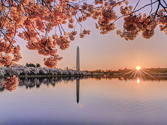 Cherry blossoms around Tidal Basin at sunrise