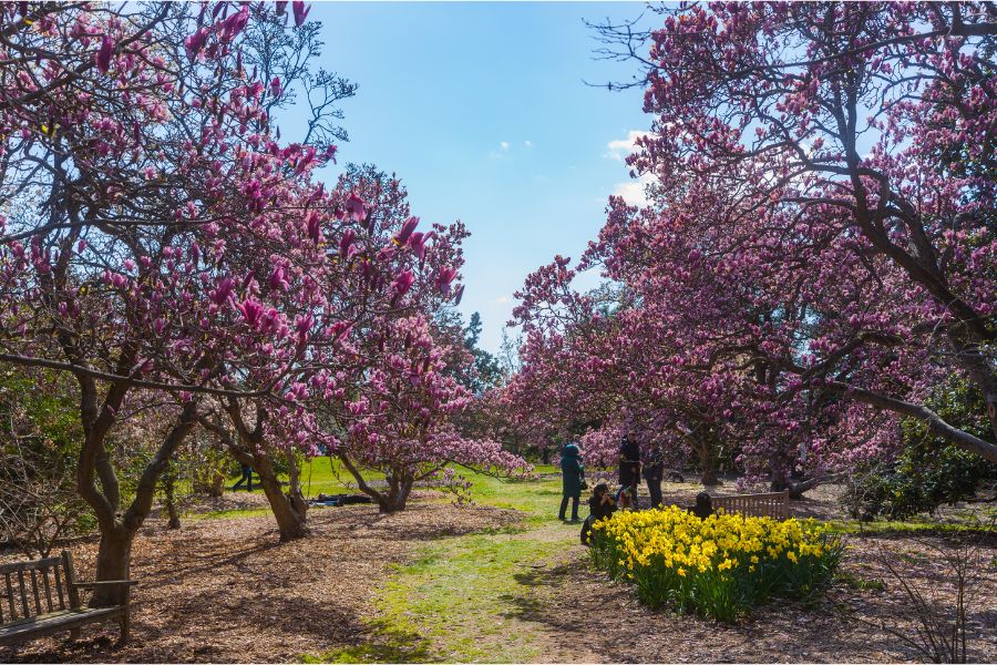 US National Arboretum