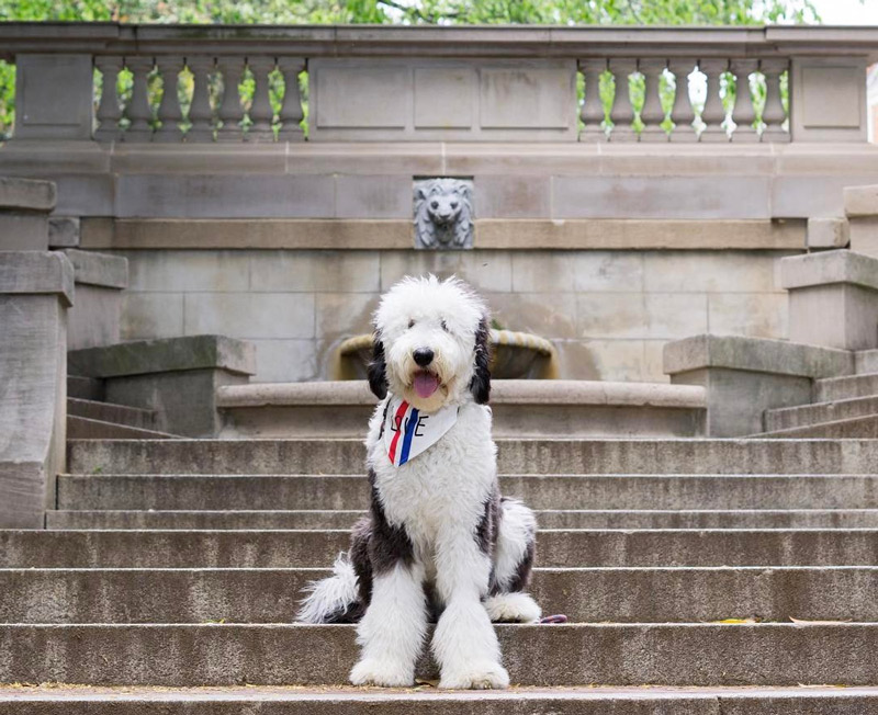 @otis_unleashed - Dog on Spanish Steps near Dupont Circle and Kalorama in Washington, DC