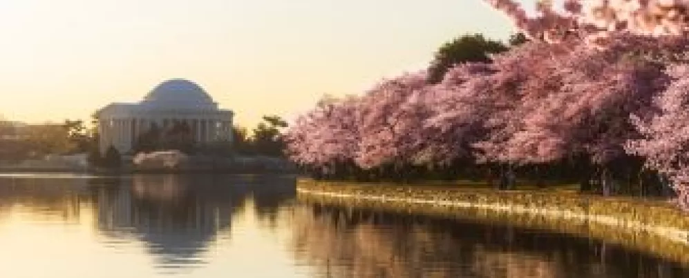 Cherry Blossoms at Tidal Basin