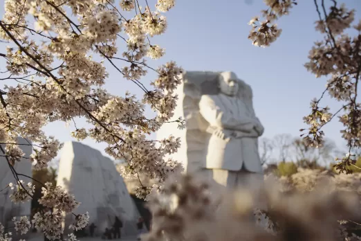 Cherry Blossoms at MLK Memorial 